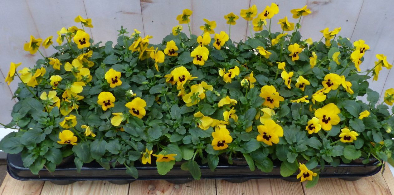 Warentuin natuurlijk Bosviolen geel 18 stuks - 