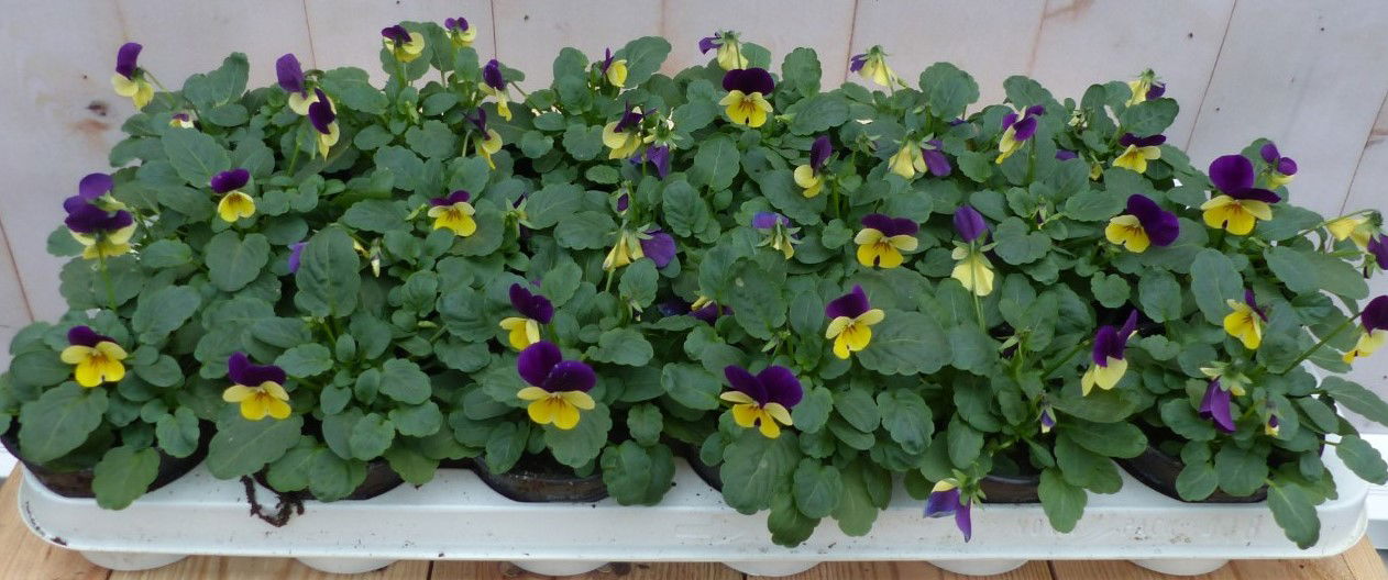 Warentuin natuurlijk Bosviolen geel/paars 18 stuks - 