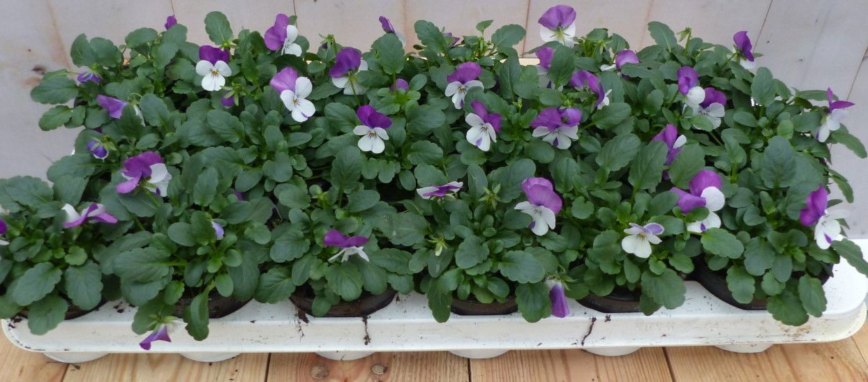 Warentuin natuurlijk Bosviolen wit/paars 18 stuks - 