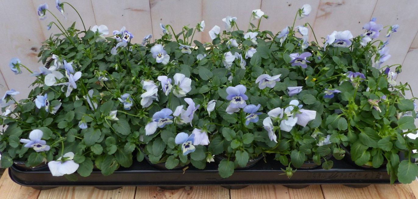 Warentuin natuurlijk Bosviolen lichtblauw 18 stuks - 