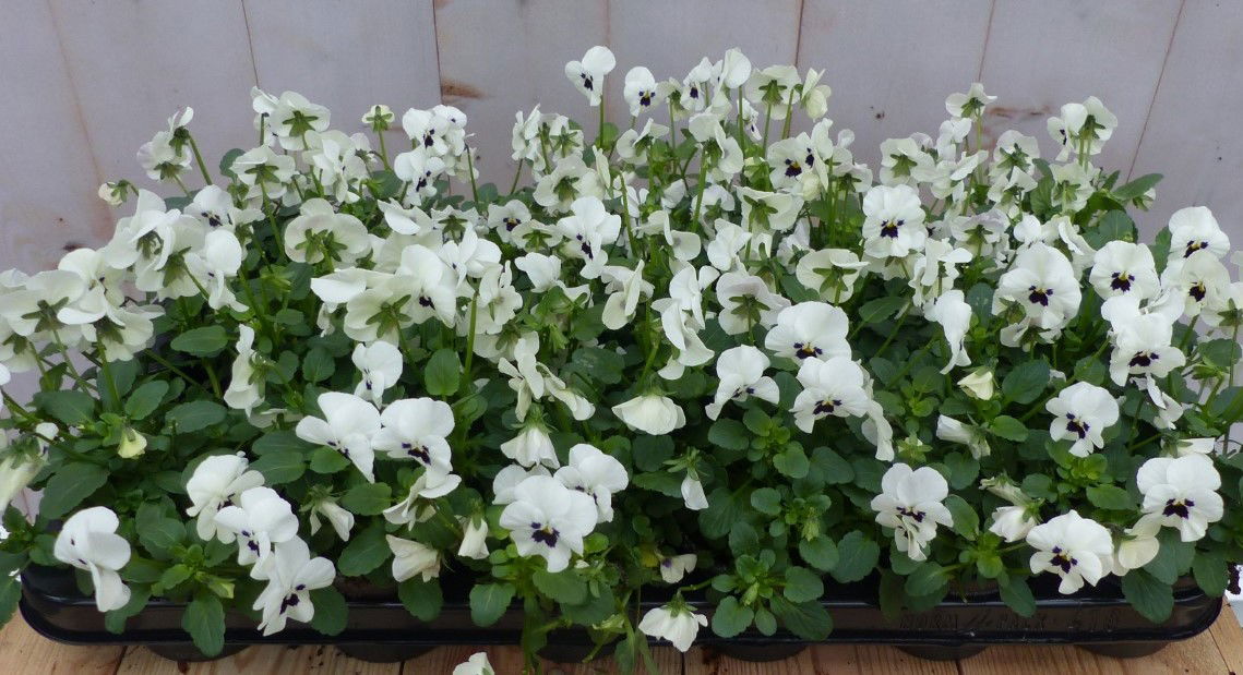 Warentuin natuurlijk Bosviolen wit 18 stuks - 