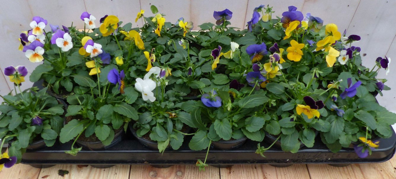 Warentuin natuurlijk Bosviolen wit/geel/paars 18 stuks - 