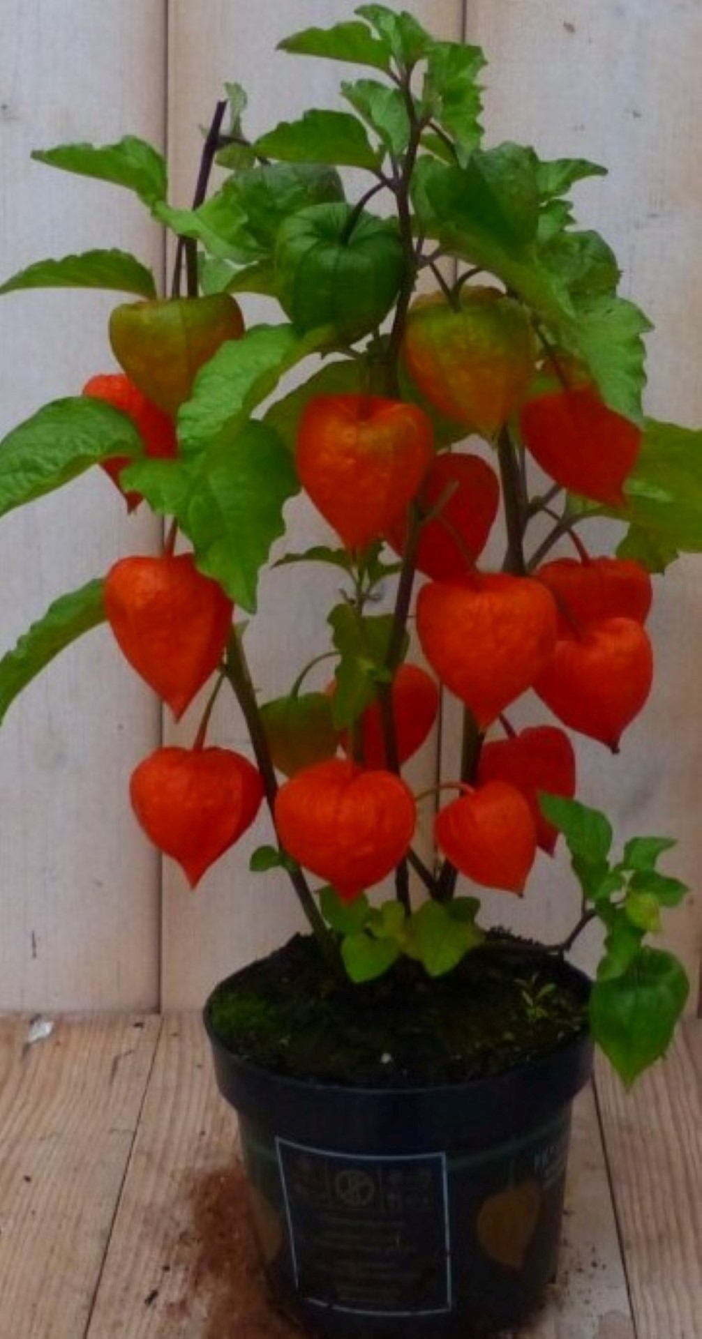Warentuin natuurlijk 2 stuks! Lampionplant 35 cm - 