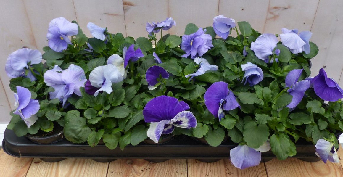 Warentuin natuurlijk Grootbollige violen lichtblauw 18 stuks - 