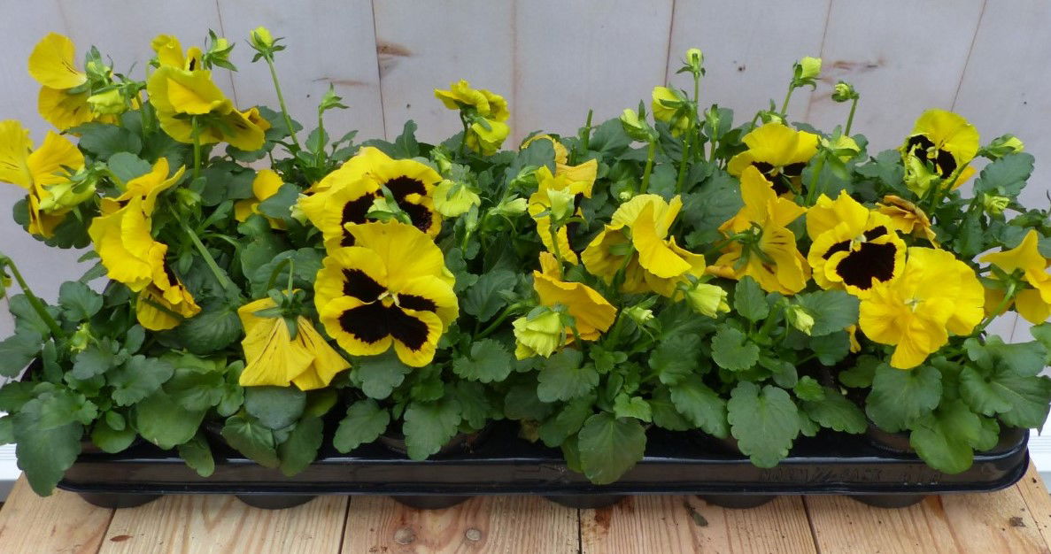 Warentuin natuurlijk Grootbollige violen geel/rood 18 stuks - 
