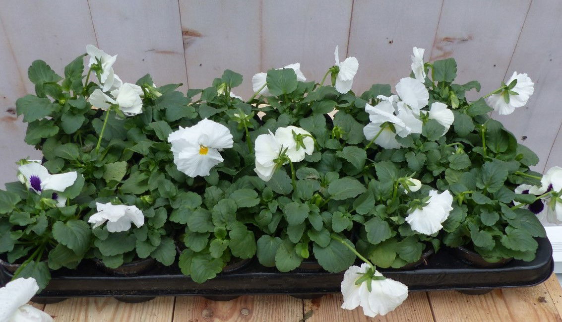 Warentuin natuurlijk Grootbollige violen wit 18 stuks - 