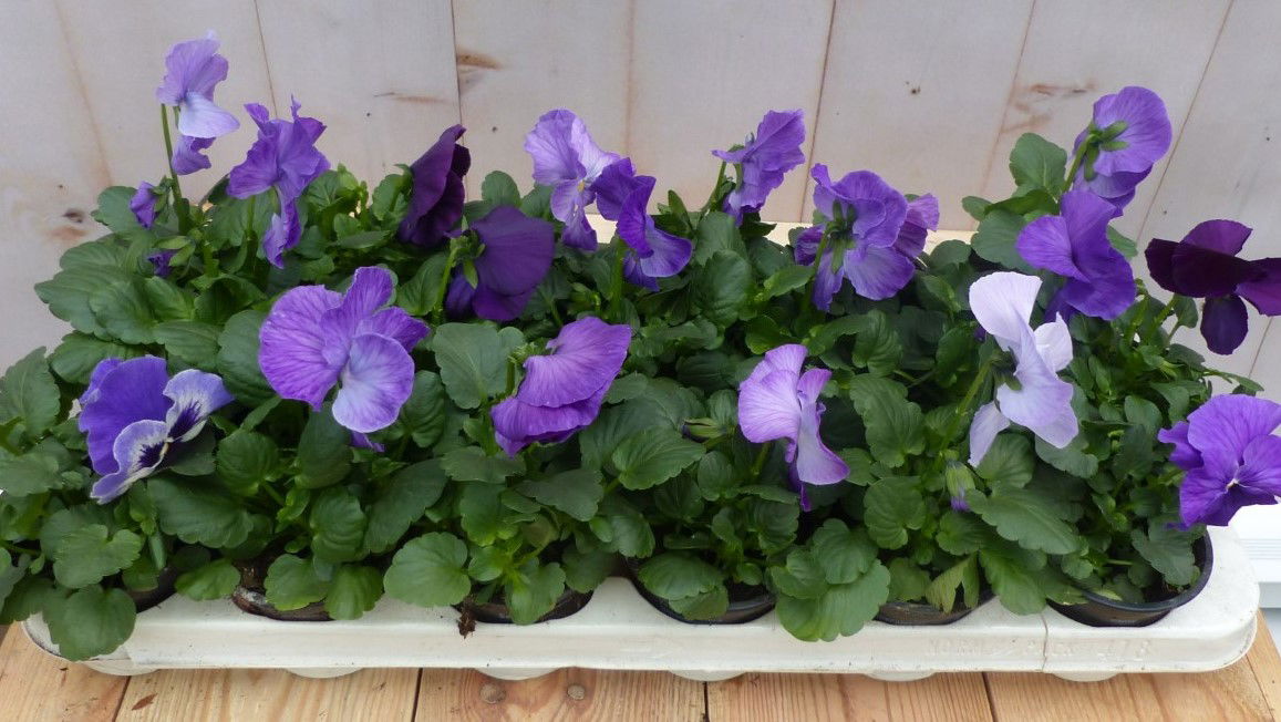 Warentuin natuurlijk Grootbollige violen blauw 18 stuks - 