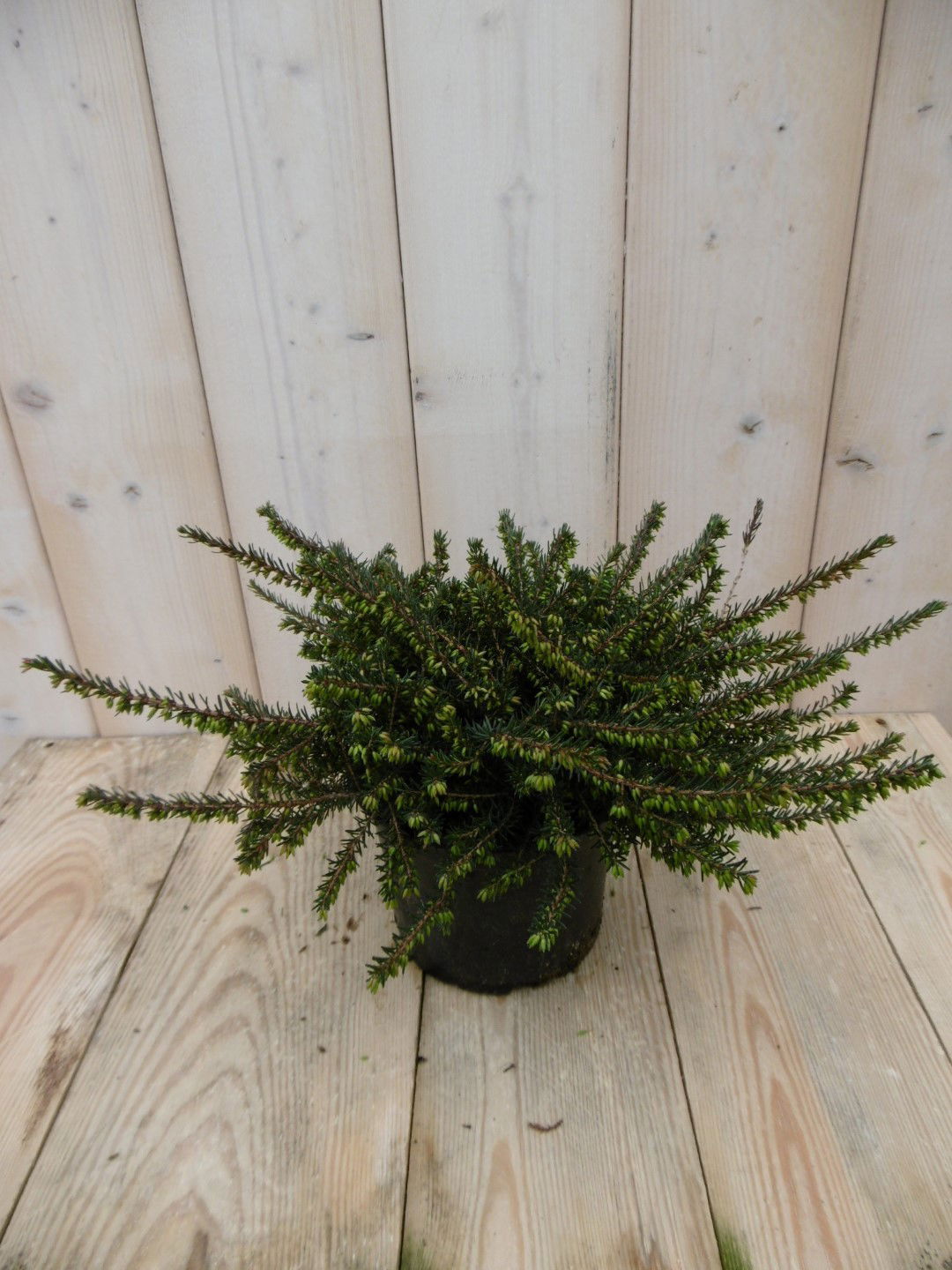 Warentuin natuurlijk 2 stuks! Winterheide roze Erica GROOT - 