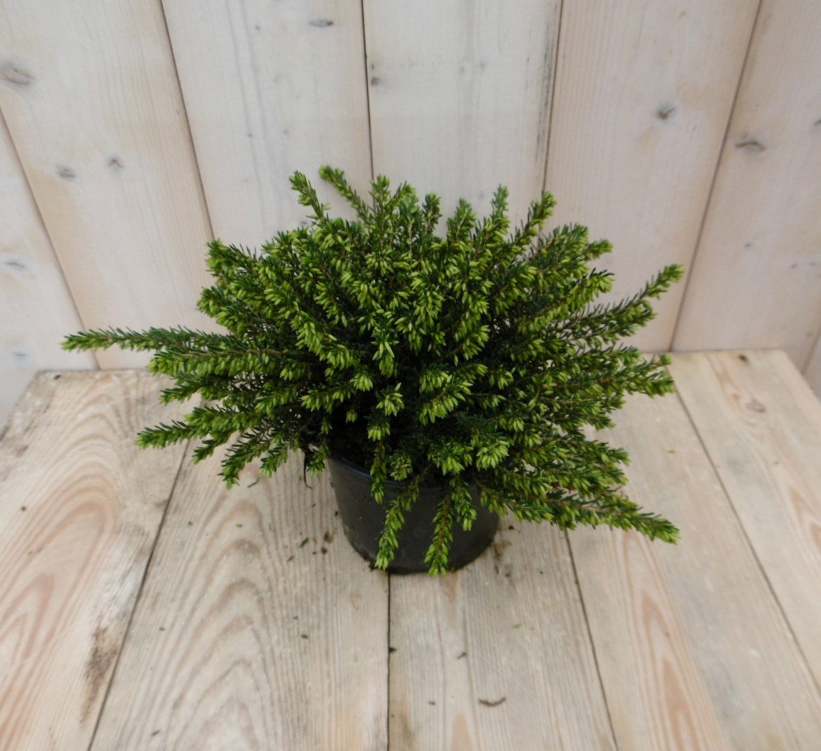 Warentuin natuurlijk 2 stuks! Winterheide wit Erica GROOT - 