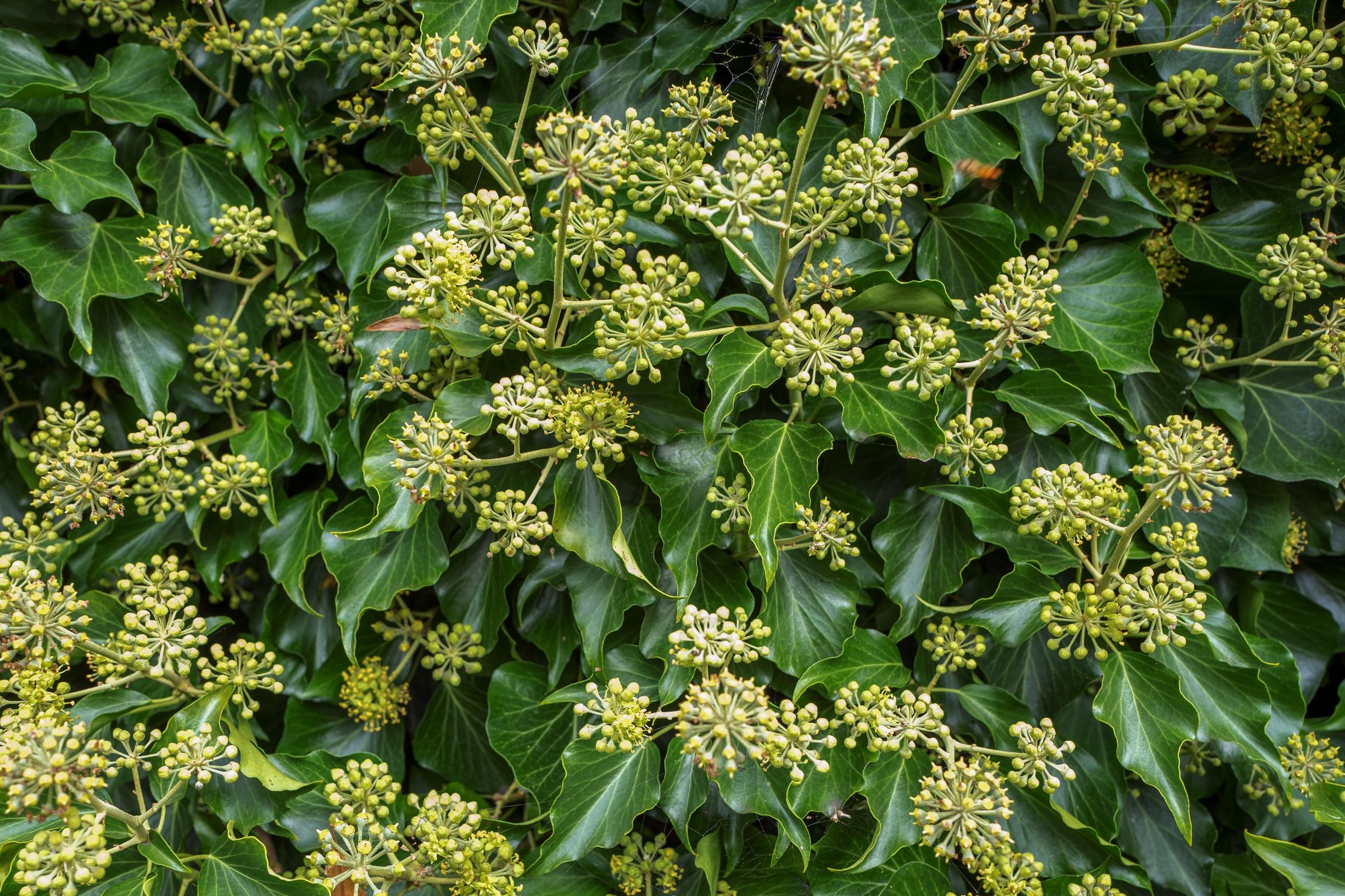 Tuinplant.nl Kaukasische klimop