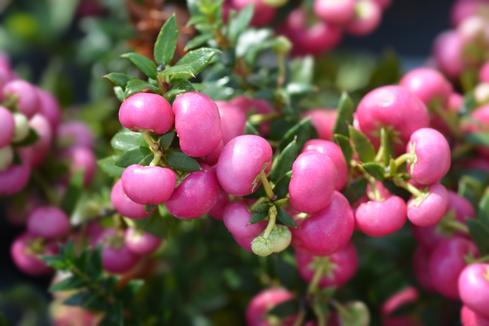 Tuinplant.nl Parelbes