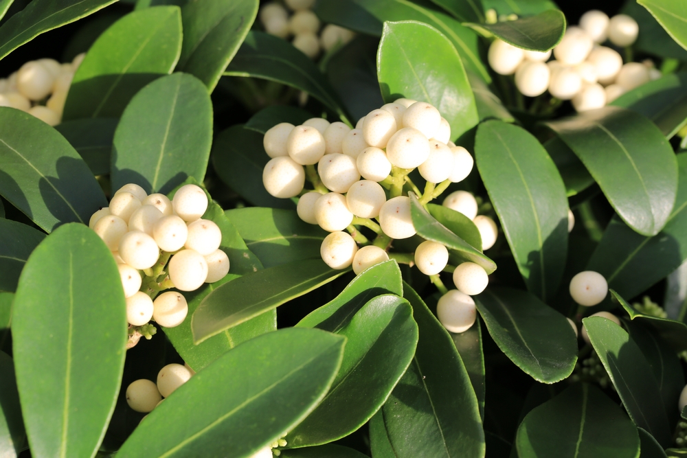 Tuinplant.nl Skimmia
