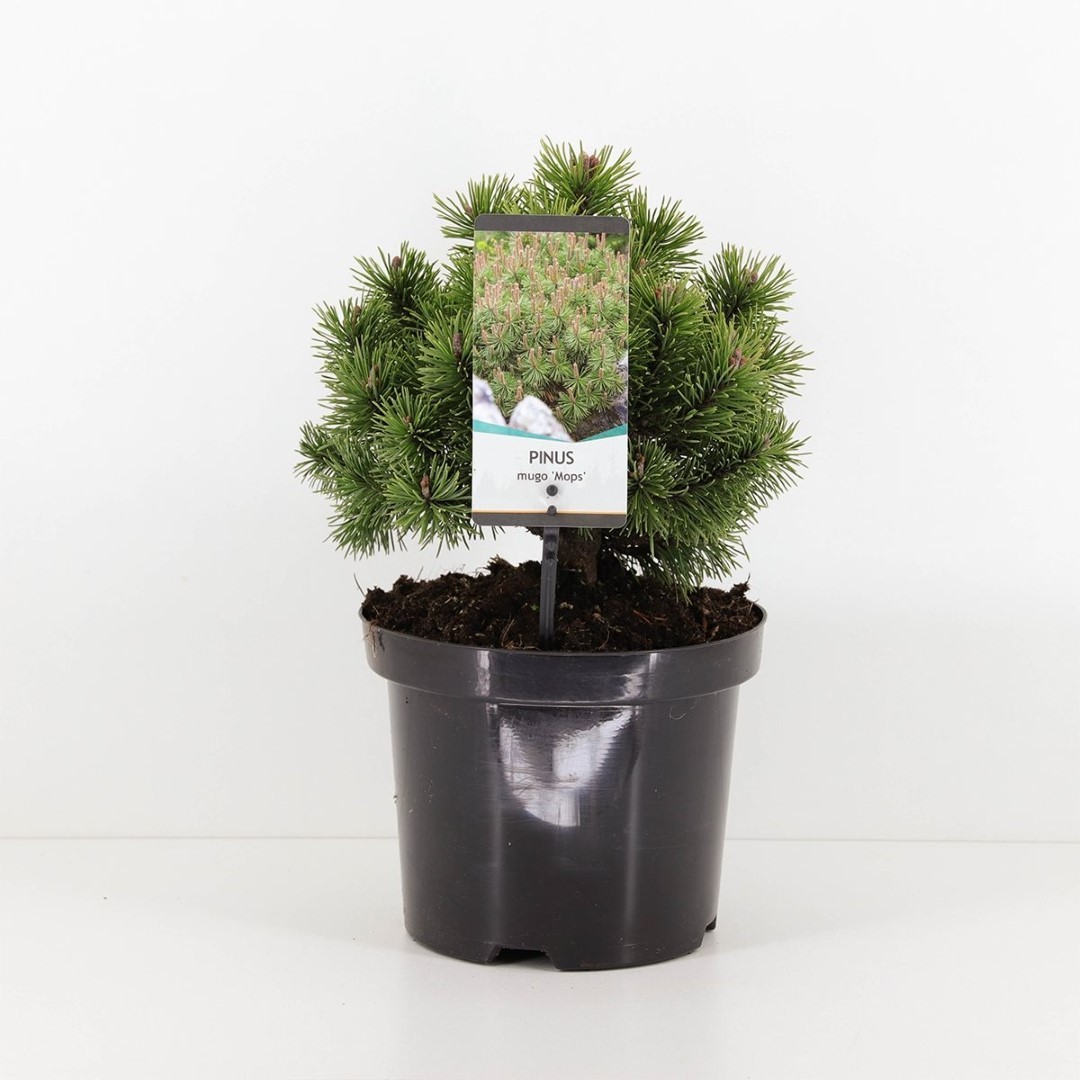 Warentuin natuurlijk Pinus mugo mops 20-25 cm - 