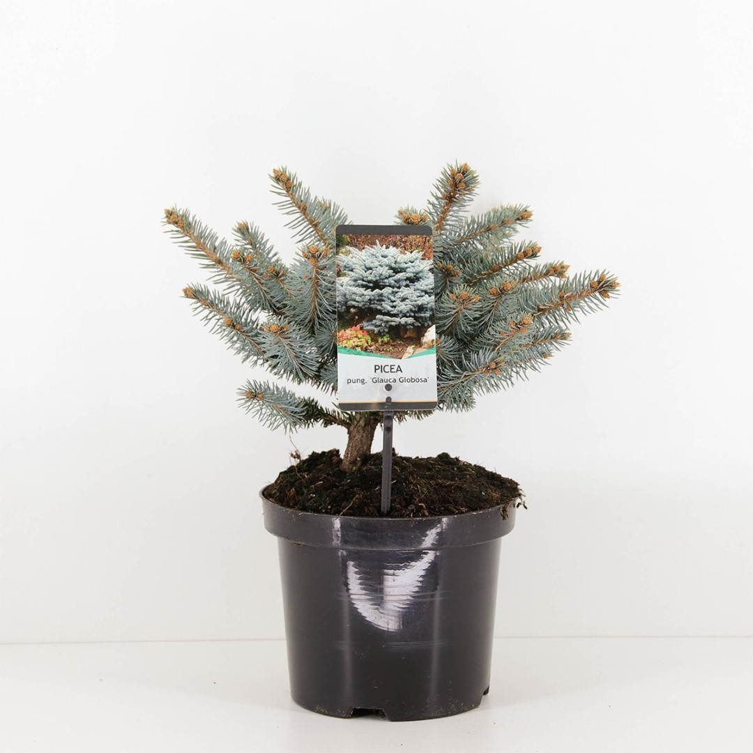 Warentuin natuurlijk Picea pungens glauca globosa 20-25 cm - 