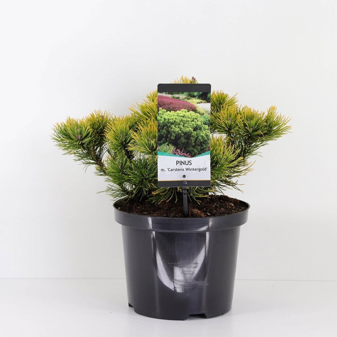 Warentuin natuurlijk Pinus mugo carstens wintergold 25-30 cm - 