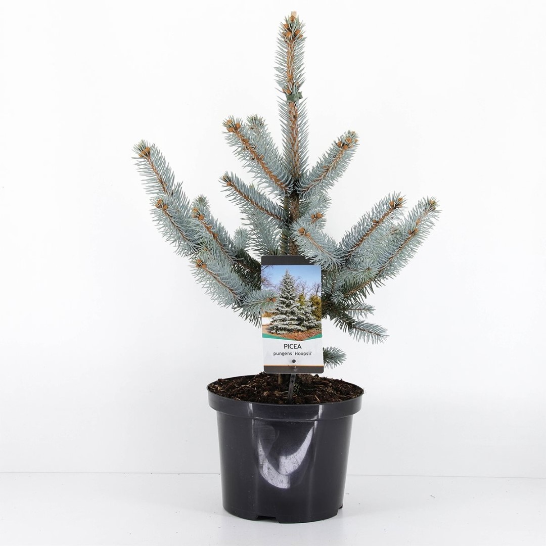 Warentuin natuurlijk Picea pungens hoopsii 40-50 cm - 