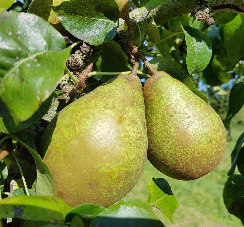Tuinplant.nl Hoogstam dikke Perenboom