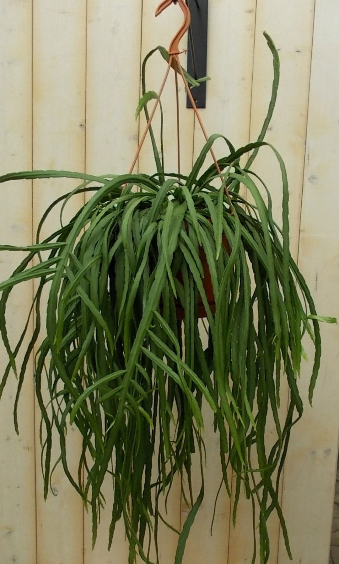 Warentuin natuurlijk Lepismium Bolivianum - 