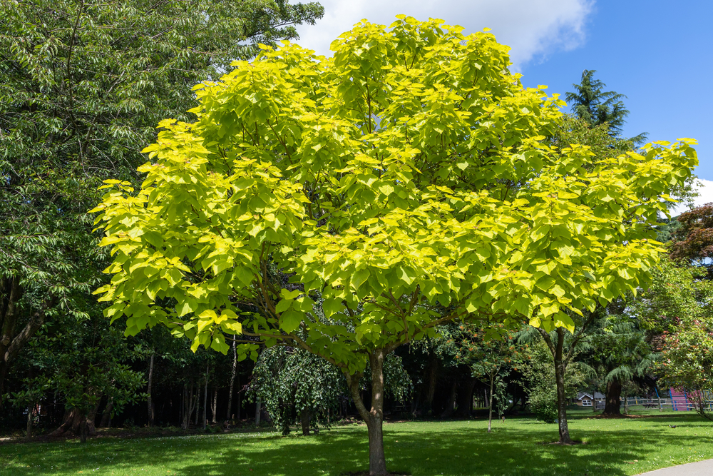 Tuinplant.nl Gele trompetboom op stam