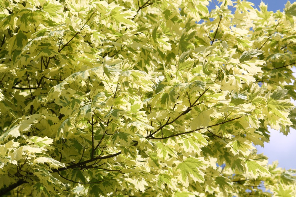 Tuinplant.nl Bonte esdoorn op stam