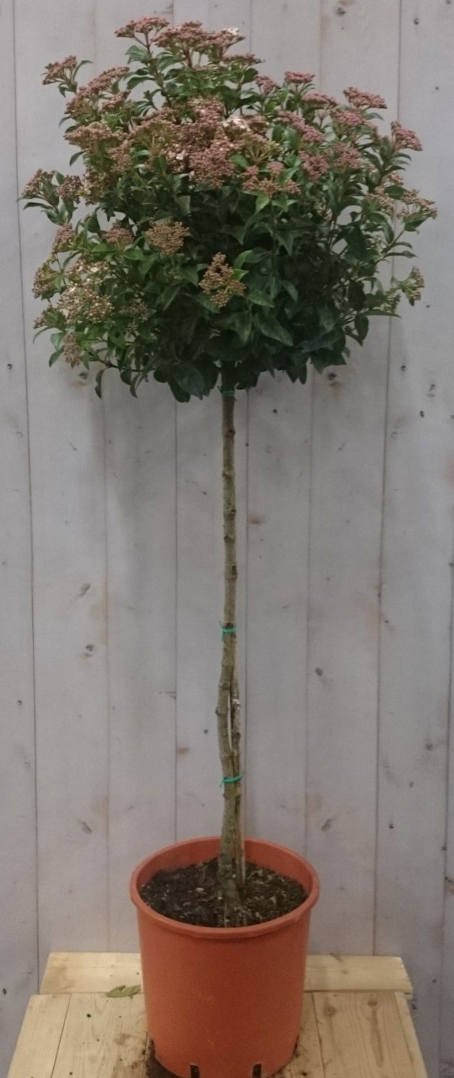 Warentuin natuurlijk Viburnum Tinus stamhoogte 70 cm en hoogte 150 cm - 