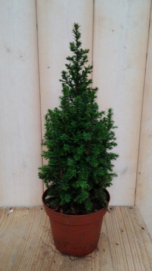 Warentuin natuurlijk Conifeer 30 cm Jeneverbes blauw - 