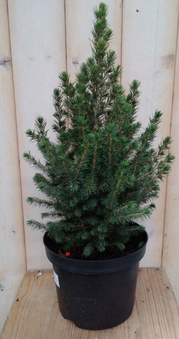 Warentuin natuurlijk Conifeer Picea 30 cm - 