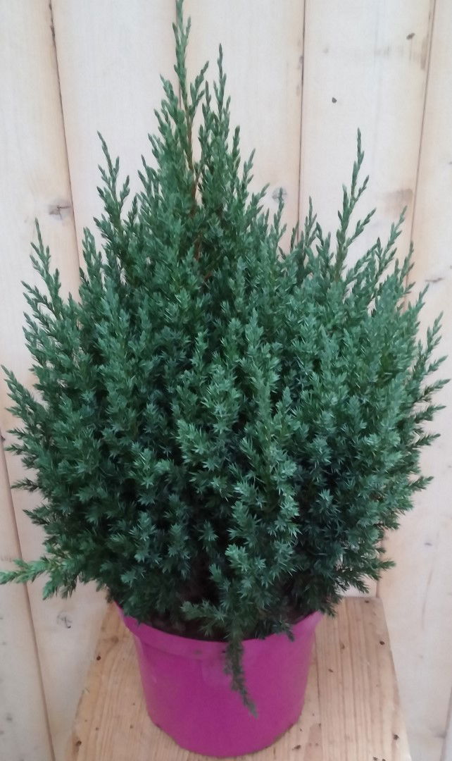 Warentuin natuurlijk Conifeer 50 cm Jeneverbes blauw - 