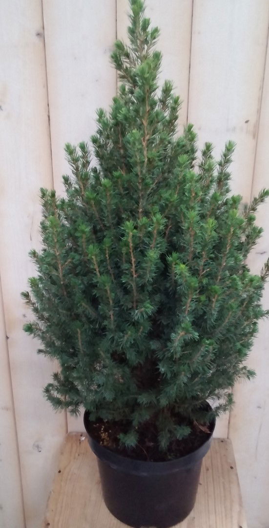 Warentuin natuurlijk Conifeer Picea 70 cm - 