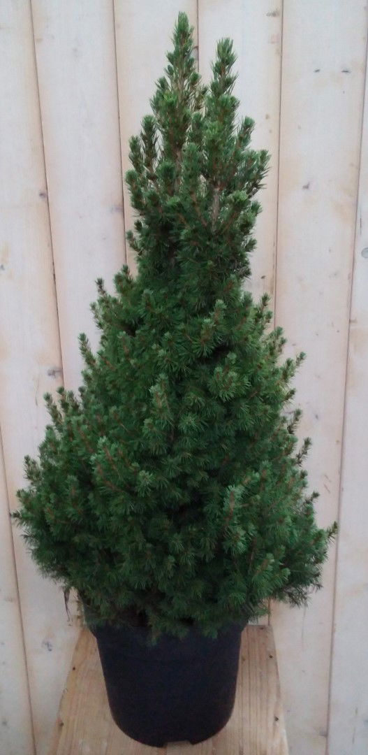 Warentuin natuurlijk Conifeer Picea 100 cm - 