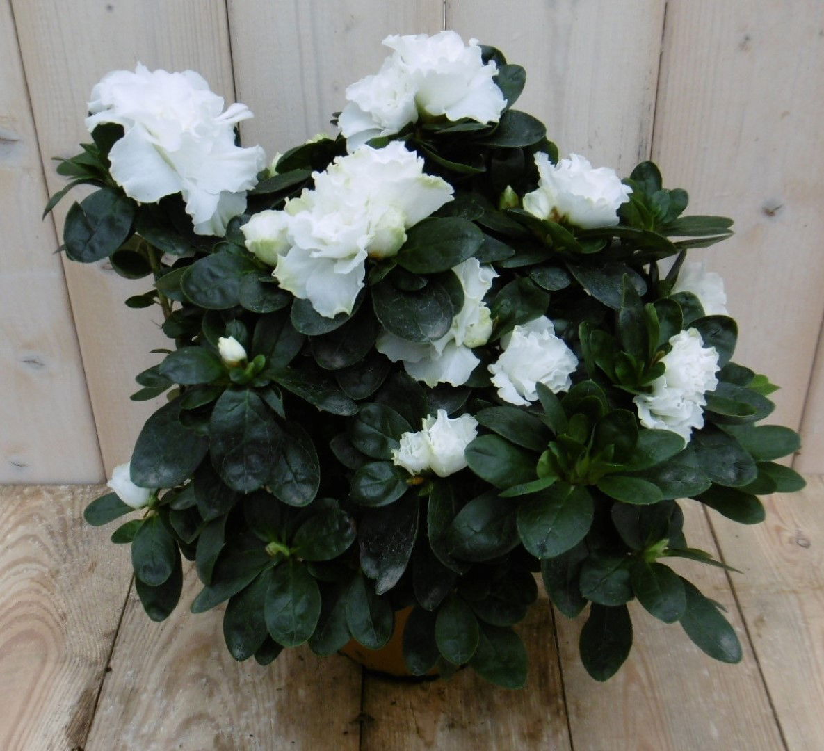 Warentuin natuurlijk Kamerplant Azalea wit - 