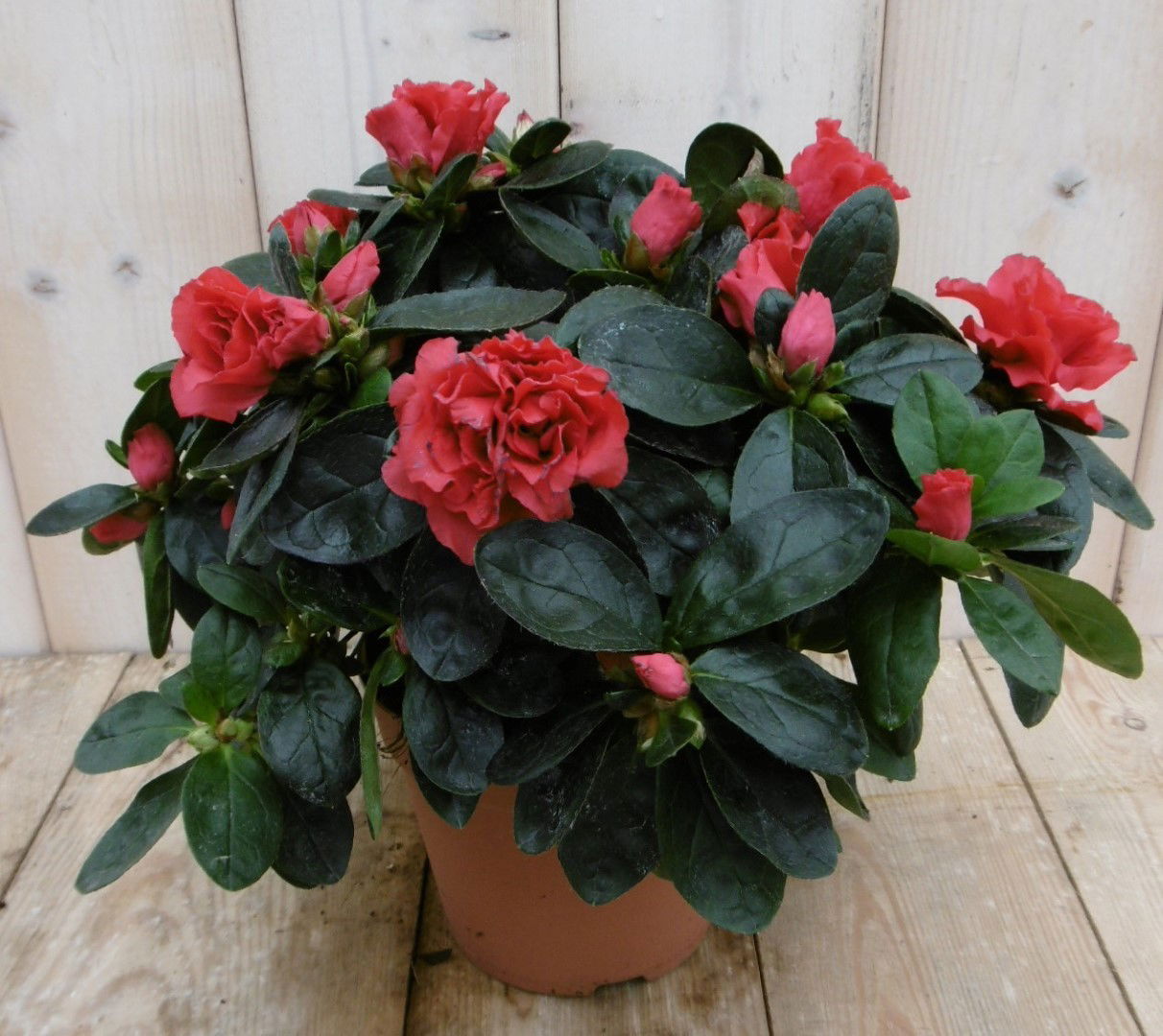 Warentuin natuurlijk Kamerplant Azalea rood - 