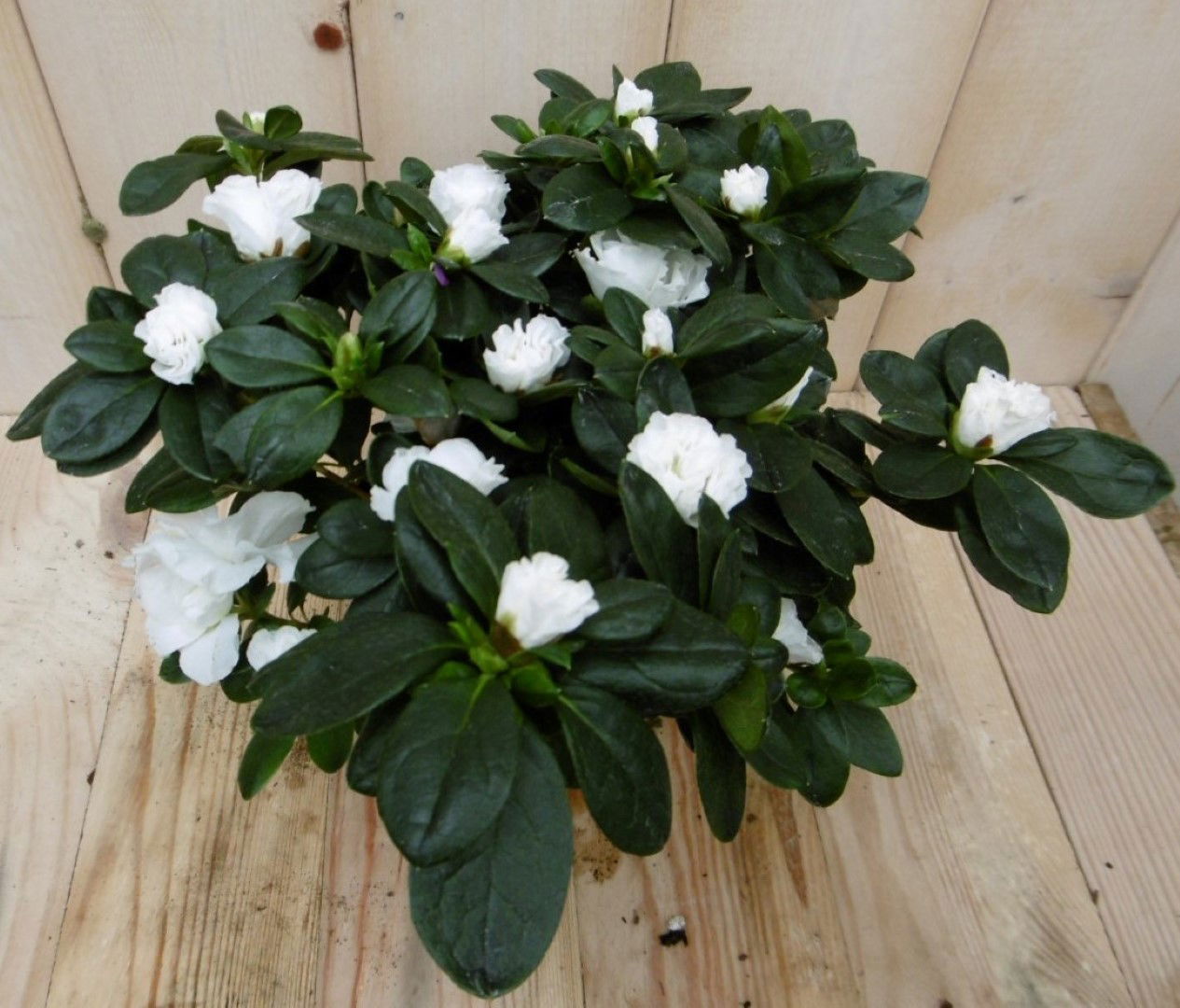 Warentuin natuurlijk Kamerplant Azalea wit groot - 