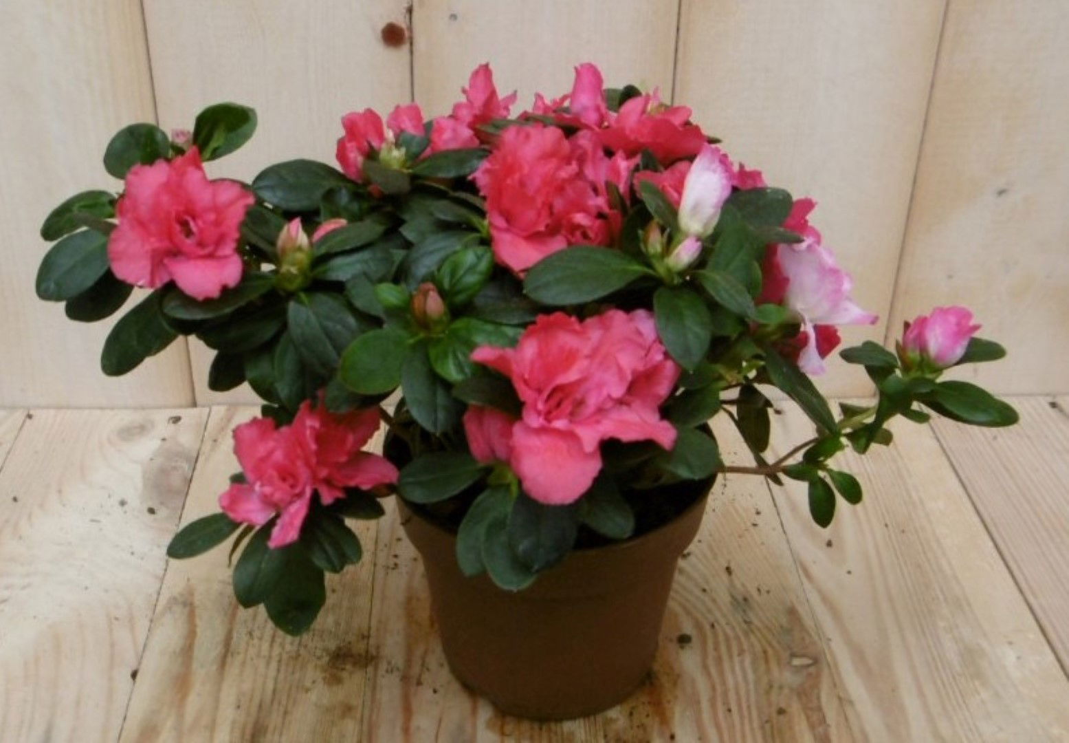 Warentuin natuurlijk Kamerplant Azalea rood groot - 