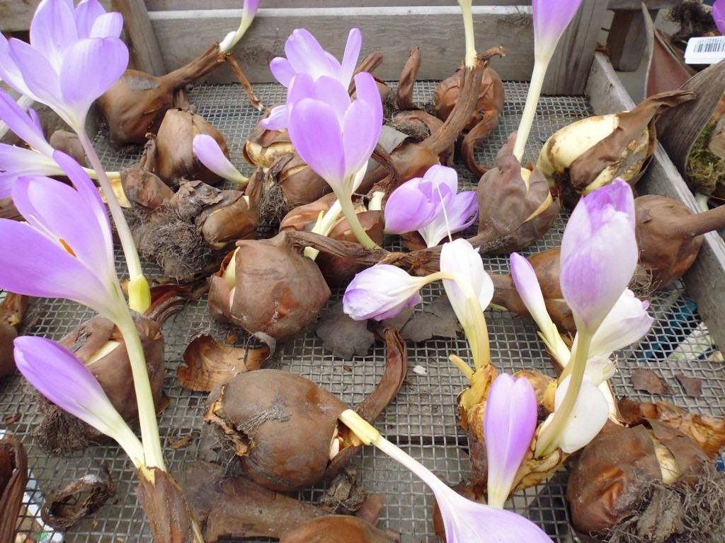Warentuin natuurlijk Bollen Herfststijloos - 