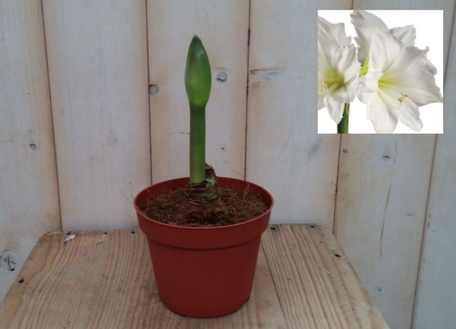 Warentuin natuurlijk Amaryllis 1 steel wit - 