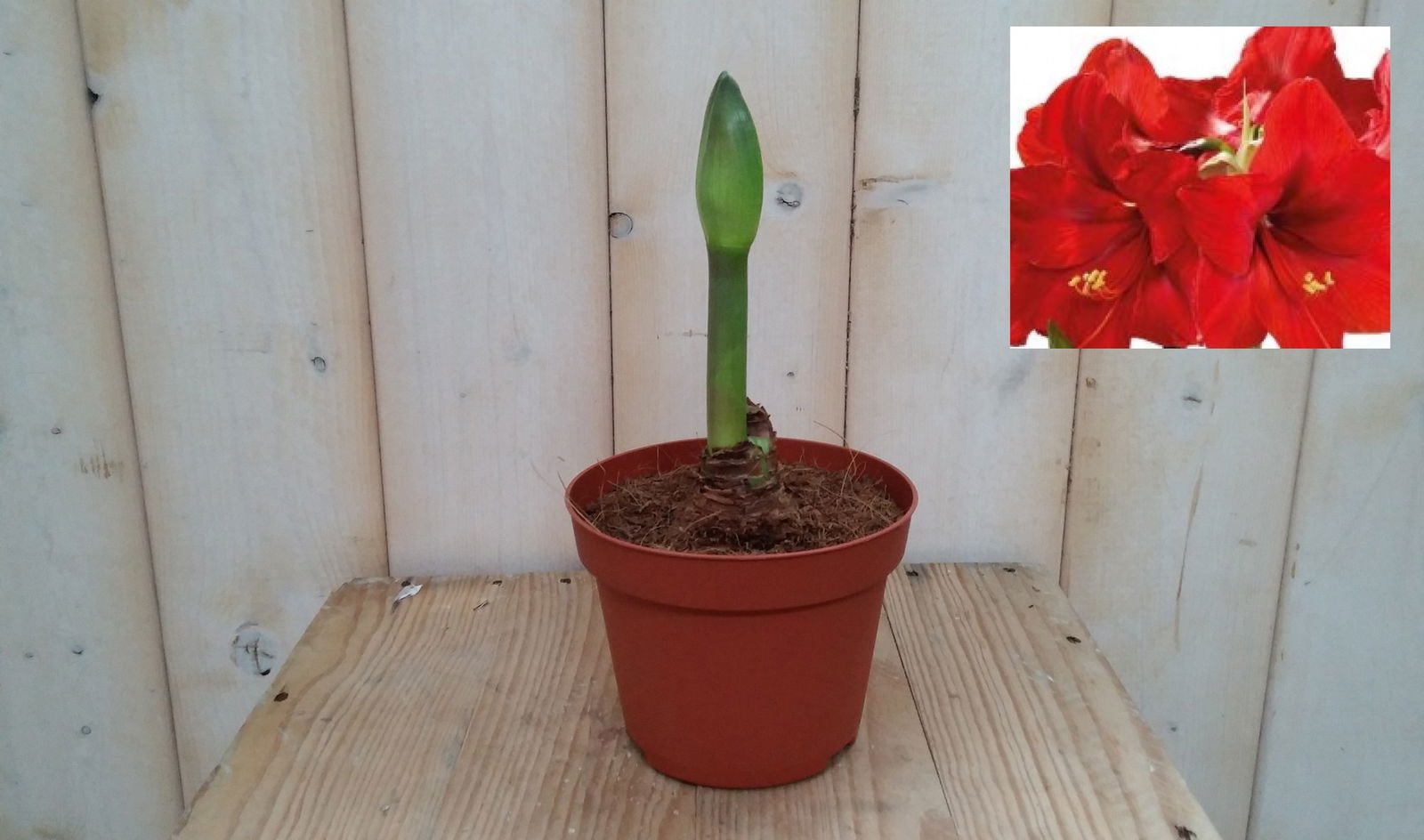 Warentuin natuurlijk Amaryllis 1 steel rood - 
