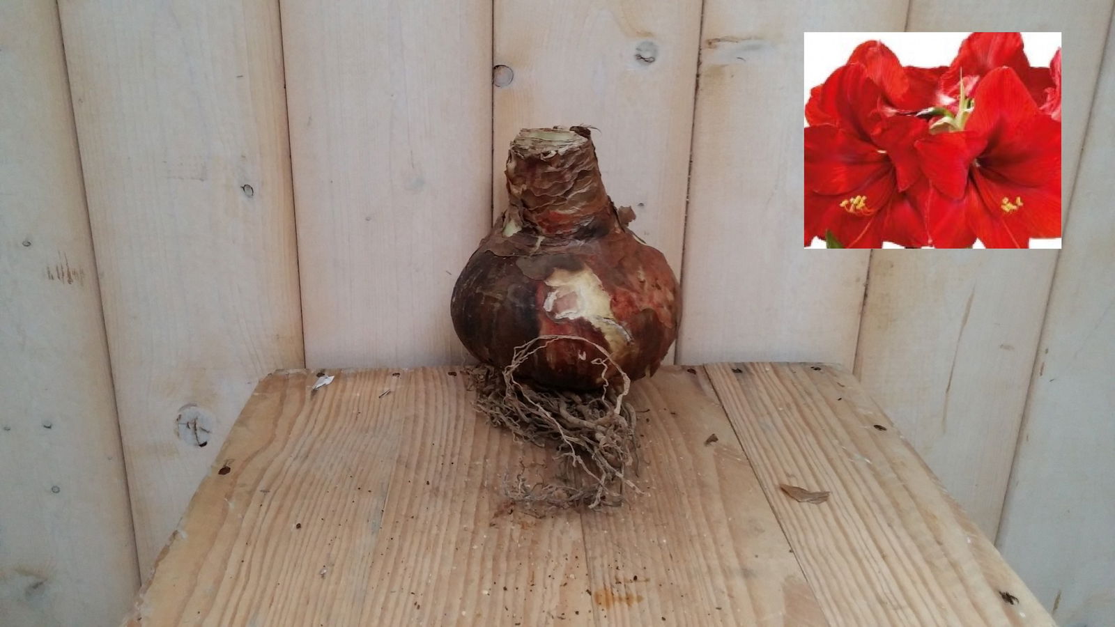 Warentuin natuurlijk Amaryllisbol rood - 