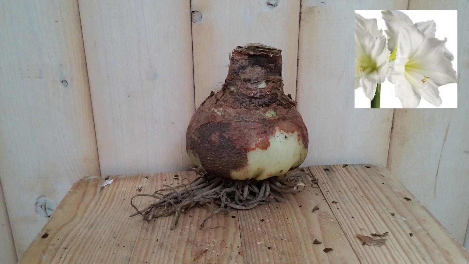 Warentuin natuurlijk Amaryllisbol wit - 