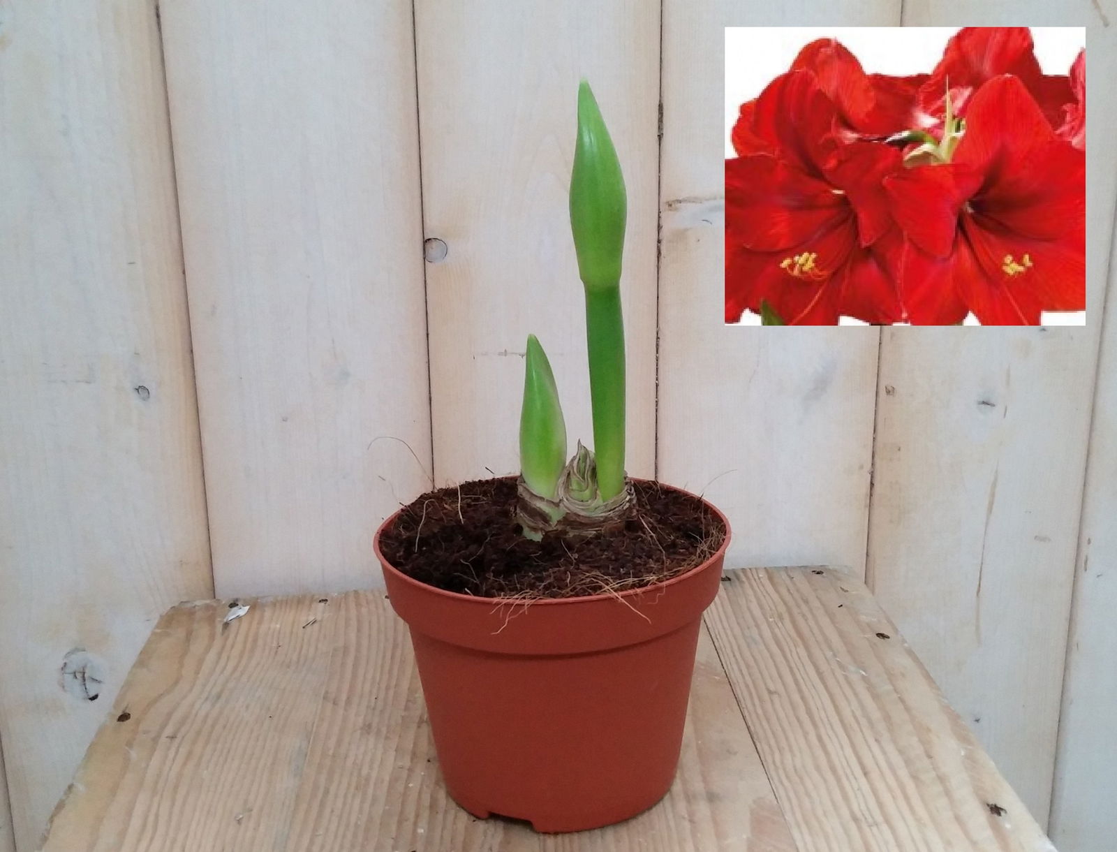 Warentuin natuurlijk Amaryllis 2 stelen rood - 