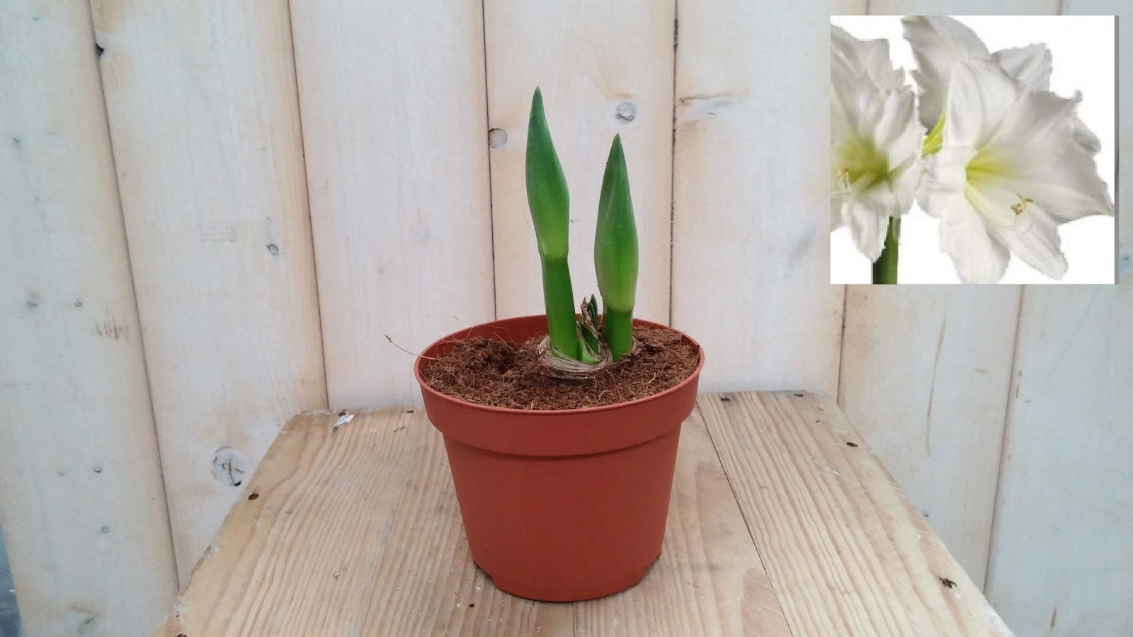 Warentuin natuurlijk Amaryllis 2 stelen wit - 