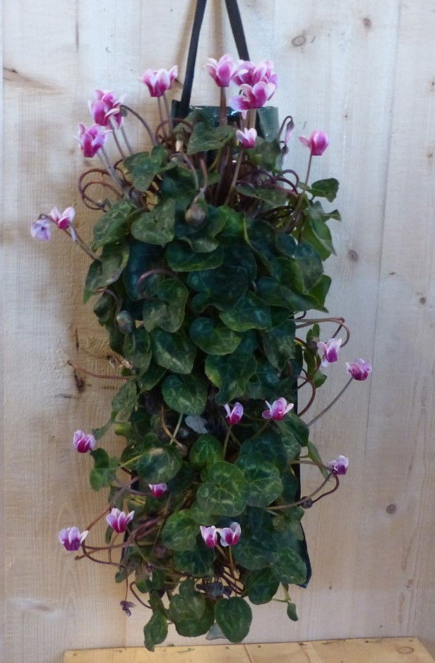 Warentuin natuurlijk Hangzak cyclamen - 