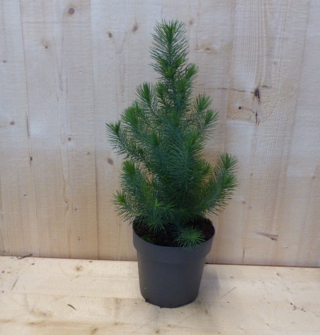 Warentuin natuurlijk Conifeertje boompje pinus pinea silver crest 40 cm bladhoudend - 
