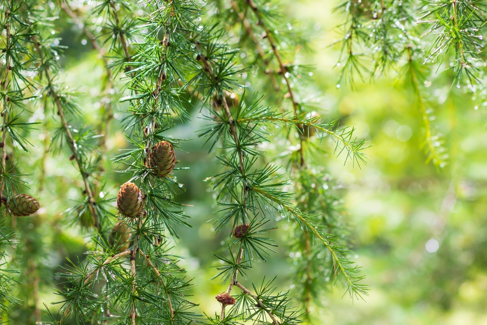 Tuinplant.nl Lork op stam