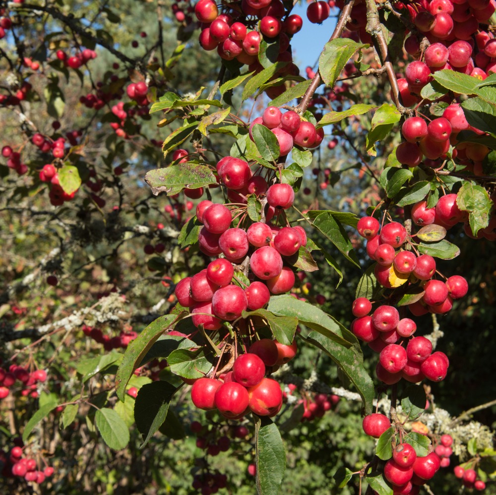 Tuinplant.nl Sierappel op stam