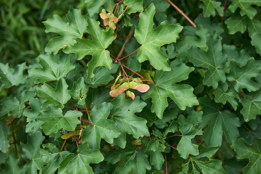 Tuinplant.nl Spaanse aak