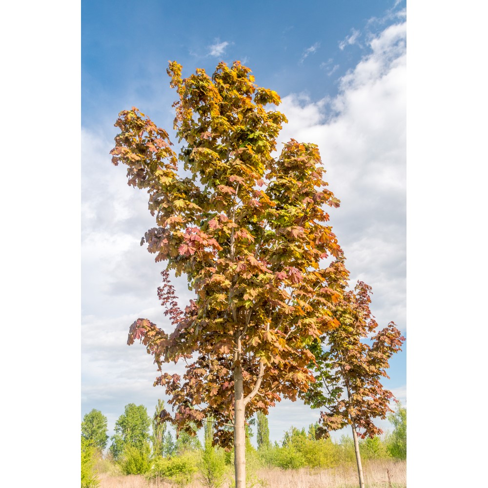 Tuinplant.nl Noorse esdoorn
