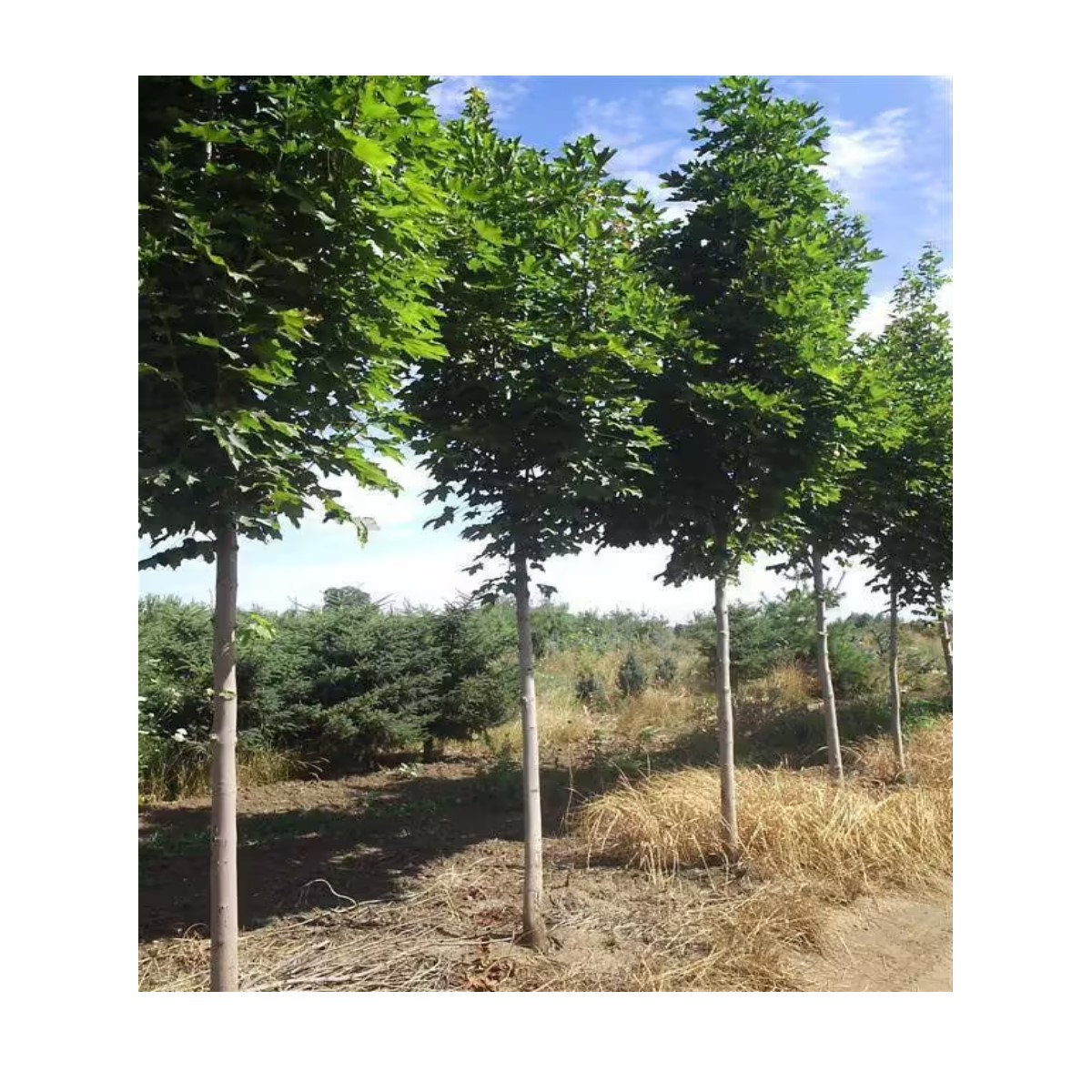 Tuinplant.nl Noorse esdoorn