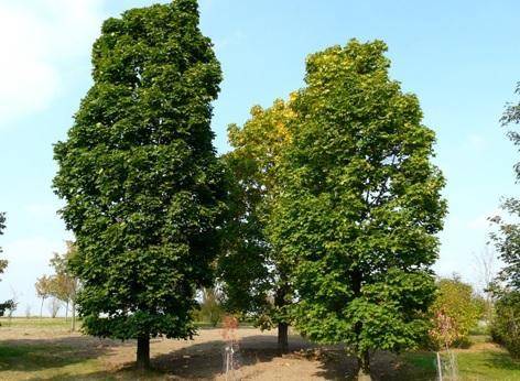 Tuinplant.nl Noorse esdoorn