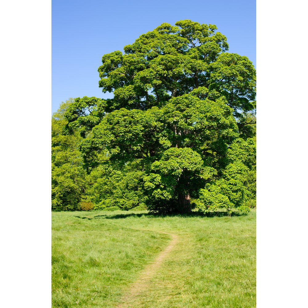 Tuinplant.nl Gewone esdoorn